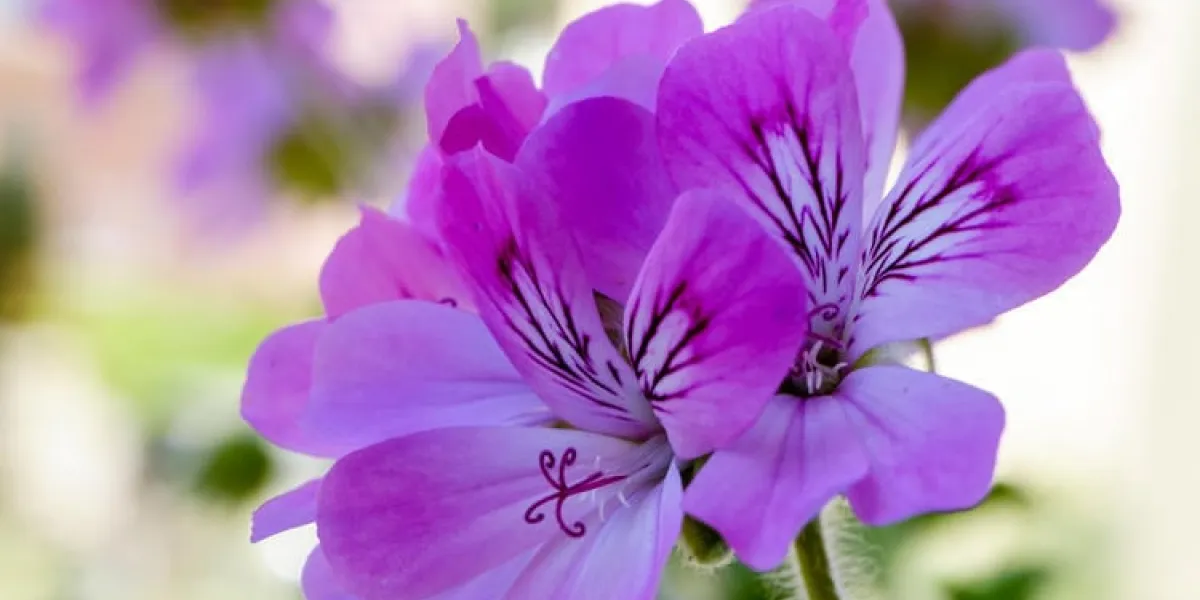 pélargonium graveolens, géranium malvarosa