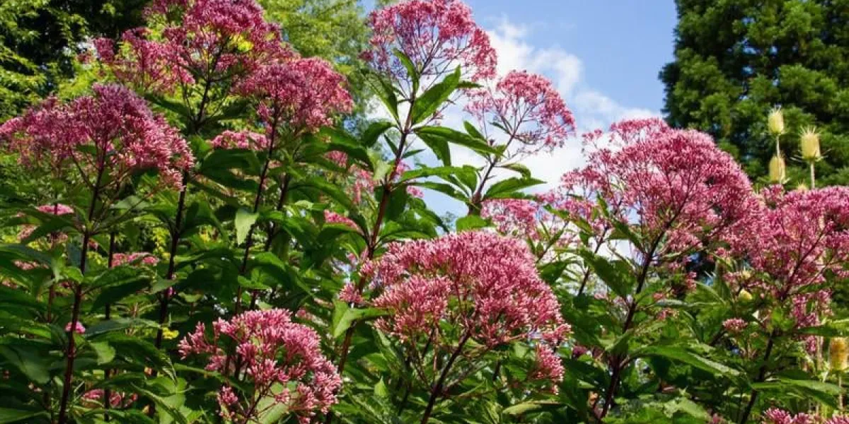 l'eau dans le jardin