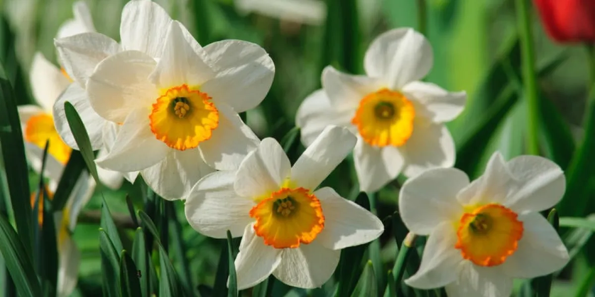 jonquilles blanches avec gros plan centre jaune sur un fond d'herbe verte