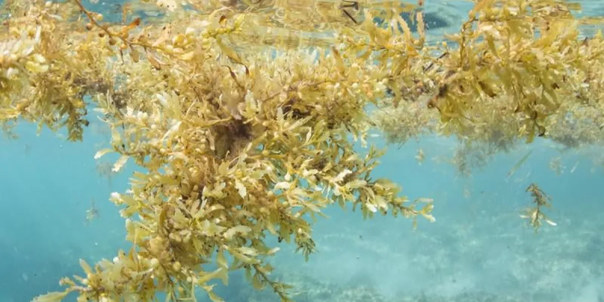 coup sous-marin de grands bouquets d'algues sargassum flottant sur le récif dans la mer des caraïbes sur l'île mujeres, au mexique