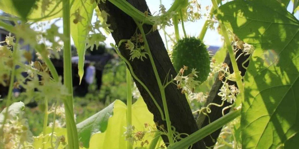 fruits d'un concombre squatting ecballium elaterium