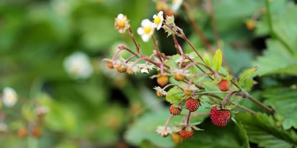 plante de fraisier floraison sauvage avec des feuilles vertes et des baies mûres