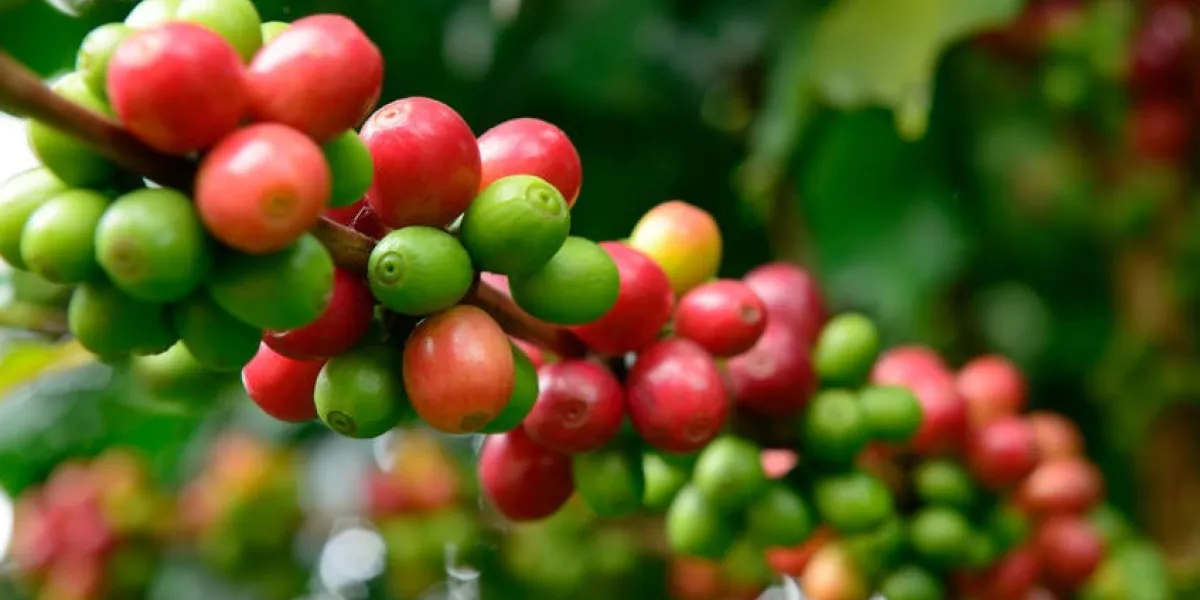 grains de café frais qui poussent sur les arbres de café avec mise au point sélective