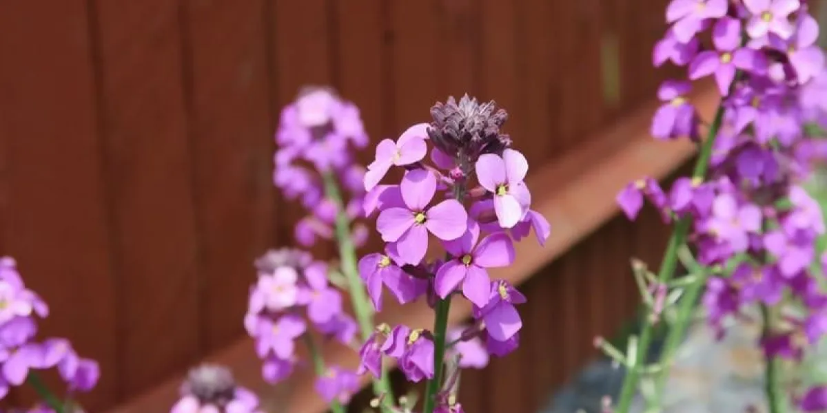 la belle fleur pourpre erysimum bowles mauve