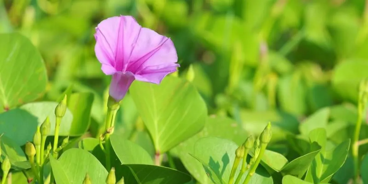 ipomoea pes-caprae, connu sous le nom bayhops, beach morning glory ou pied de chèvre, est une vigne rampante pantropicale dans la famille des convolvulaceae il pousse sur les parties supérieures des plages et supporte l'air salé
