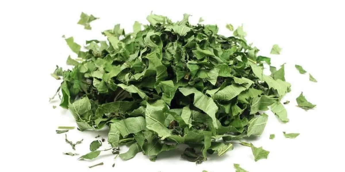 feuilles séchées de cassis sur fond blanc