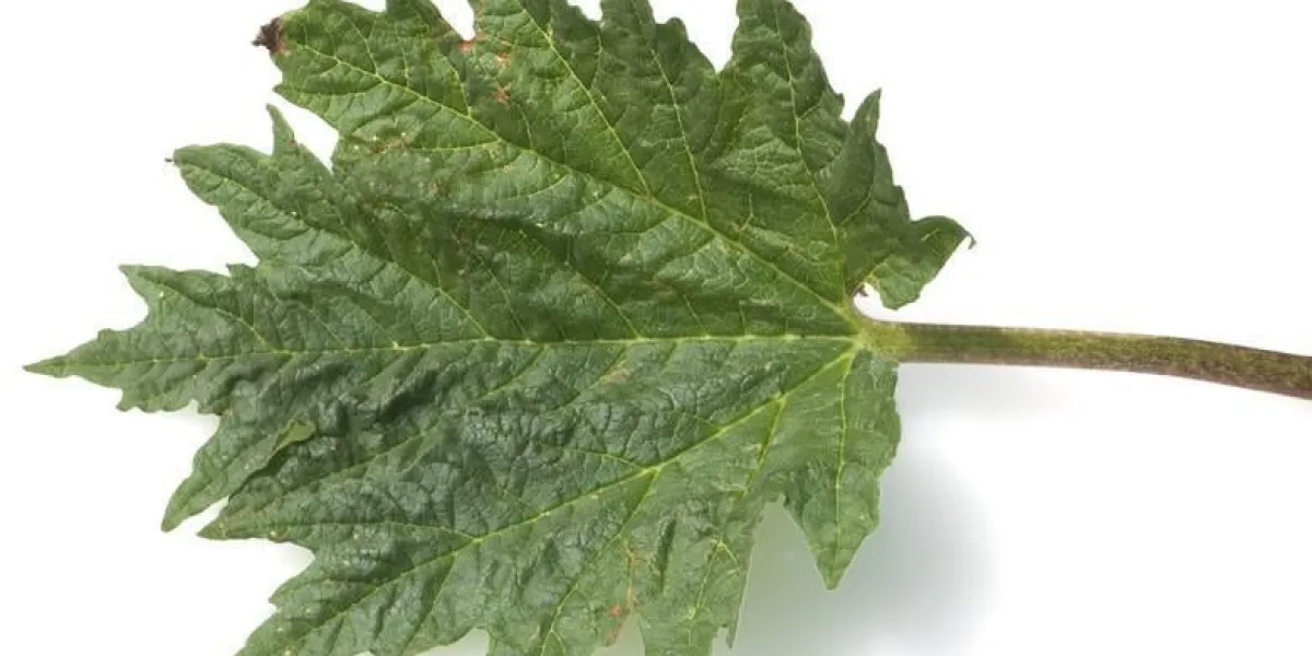 rhubarbe médicinale, rhubarbe médicinale