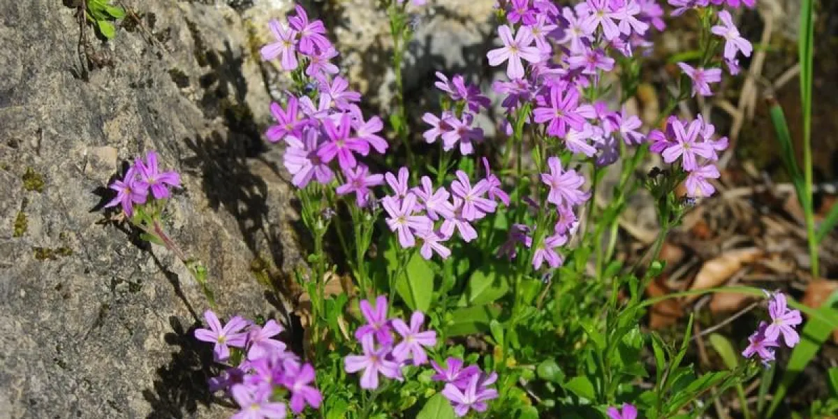 fleurs alpines - saponaria ocymoides