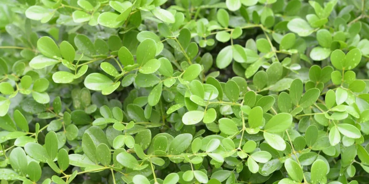 gaïac officinale, kaeo le chaos avec le homer, l'arbre de vie,