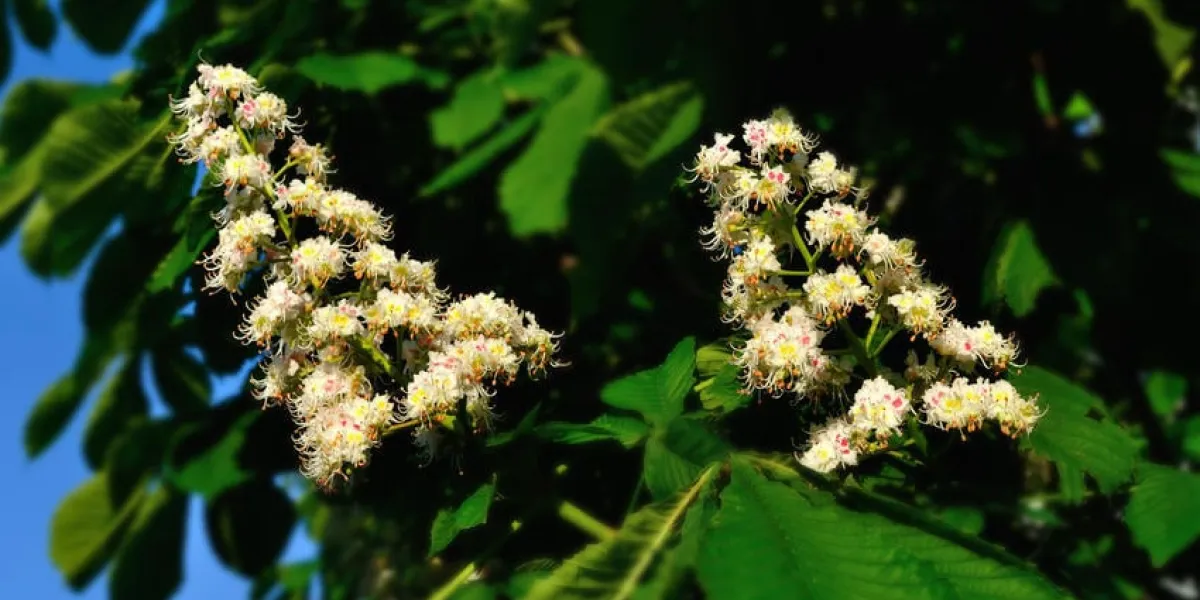 fleurs de châtaignier en fleurs (en latin castanea)