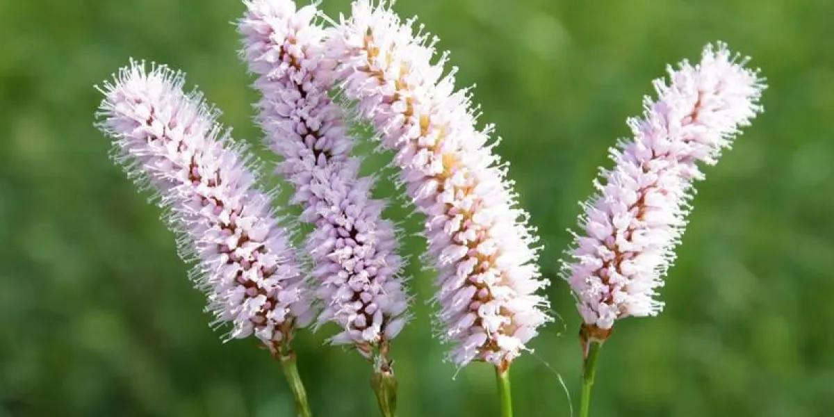 persicaria bistorta (commune bistort)