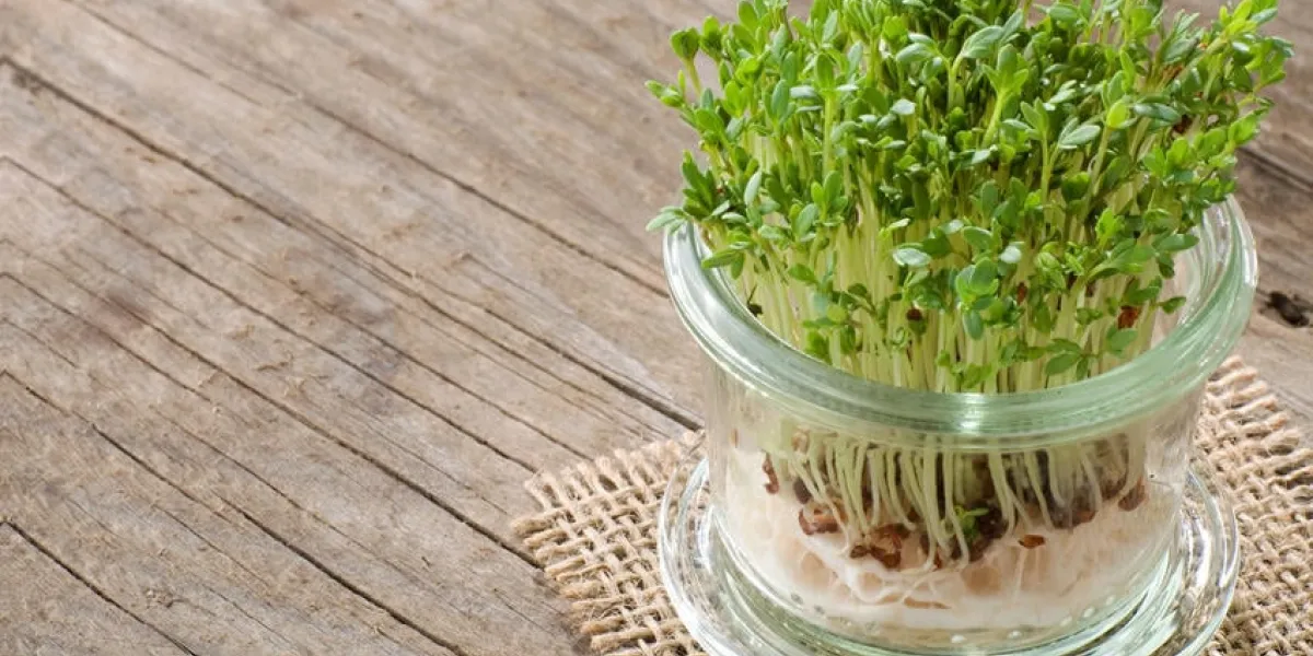 cresson de jardin dans le verre sur le vieux bois avec espace copie