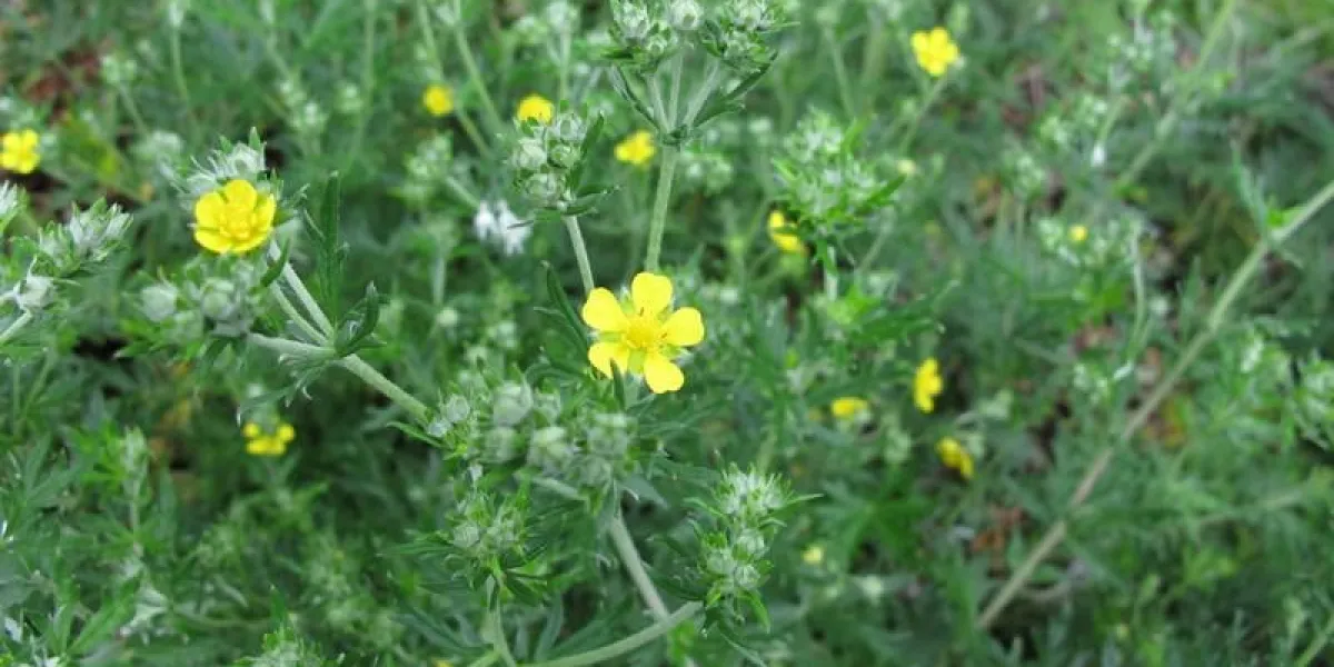 bluerwurz blhender, potentilla erecta