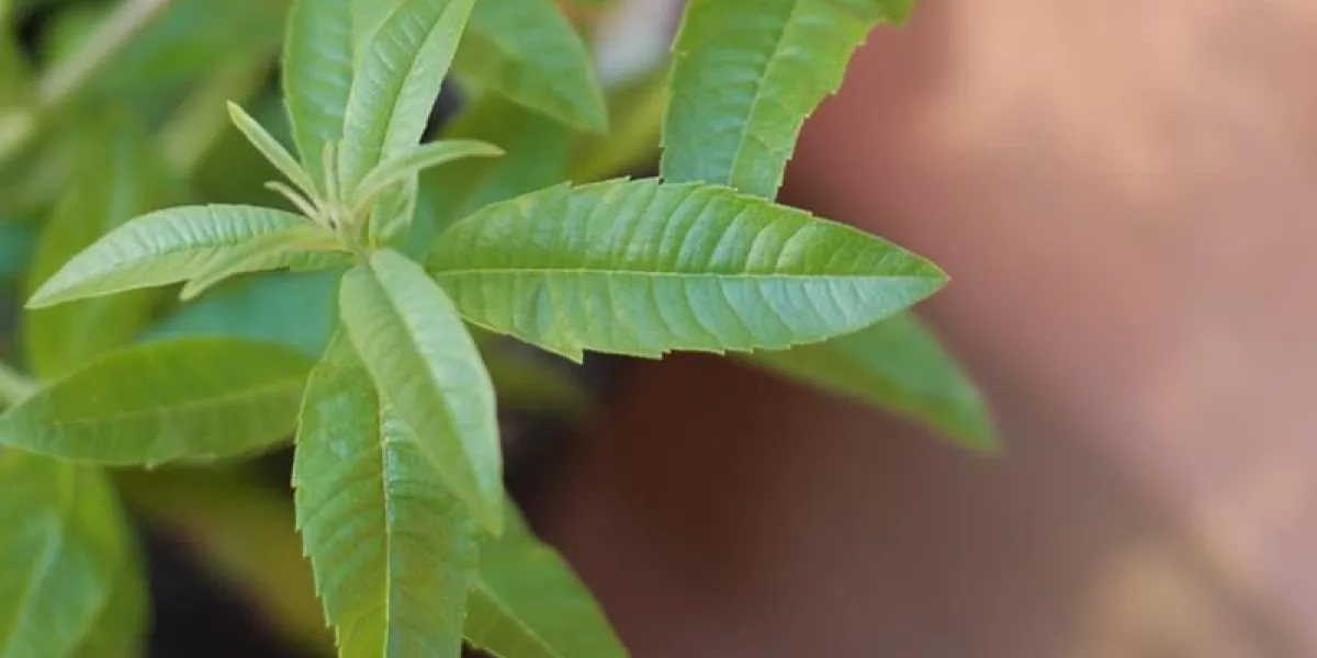verveine citronnée