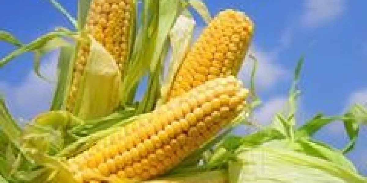 jeunes épis contre le ciel