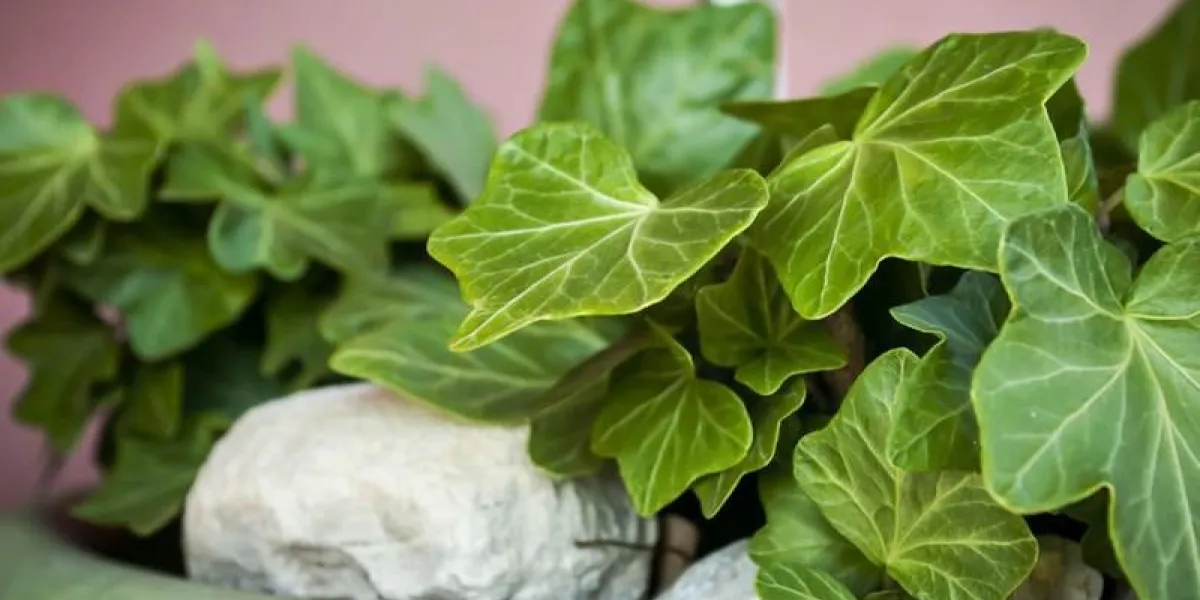 ivoire commun en pot