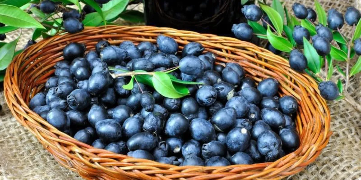 panier de baies de myrte et liqueur