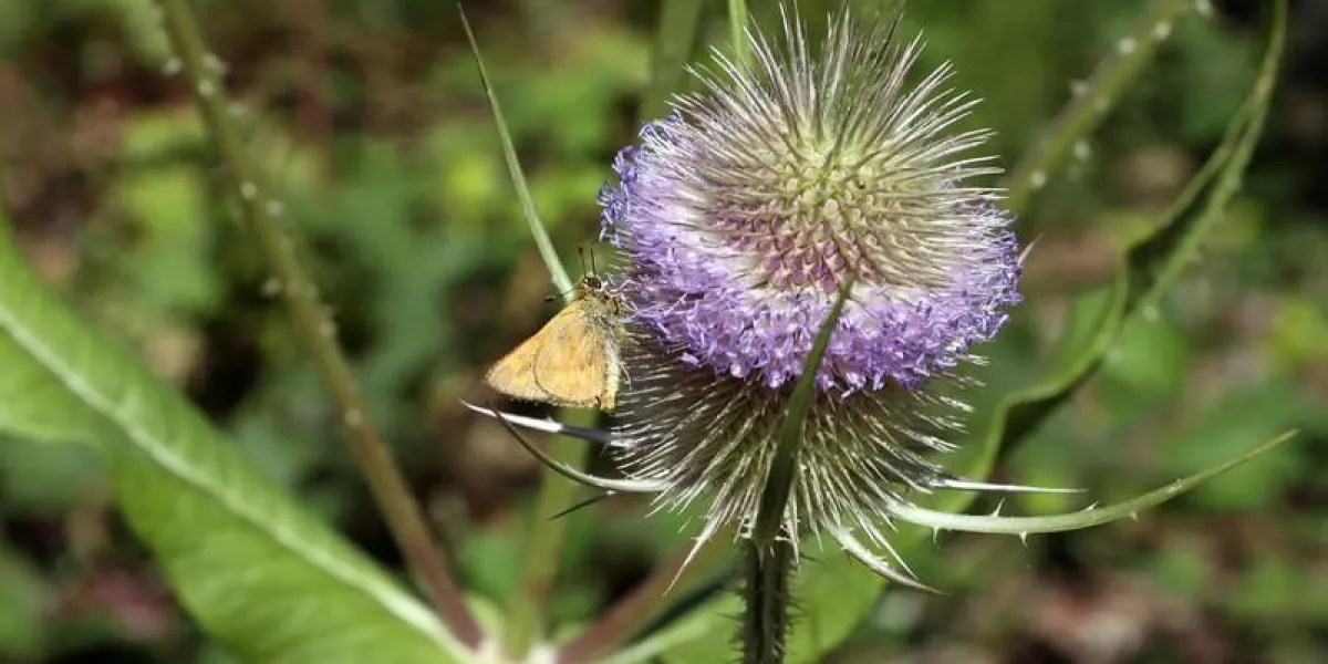 cardère commune ou cardère fulller