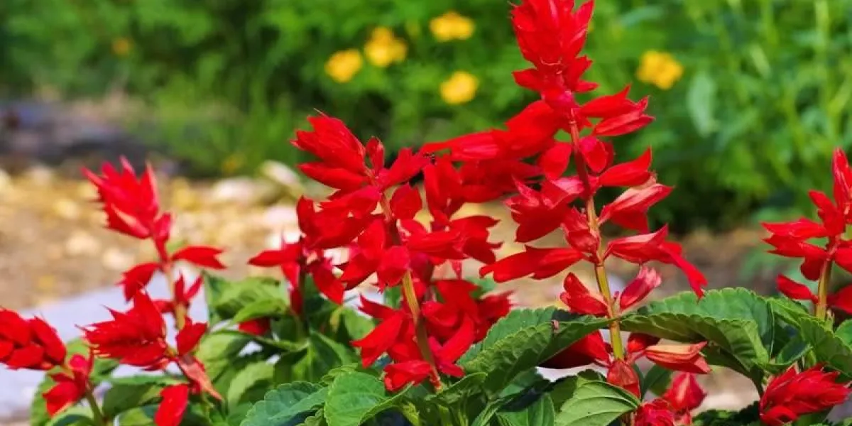 feuersalbei - salvia splendens ou sauge écarlate dans le jardin d'été