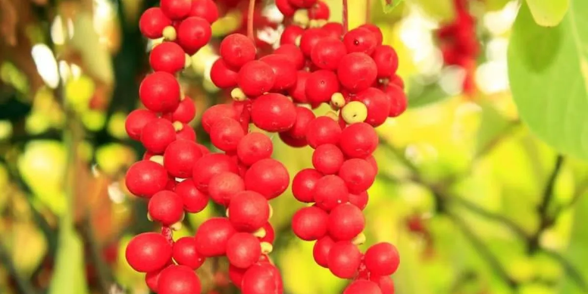 branche lumineuse de rouge utile schizandra mûr