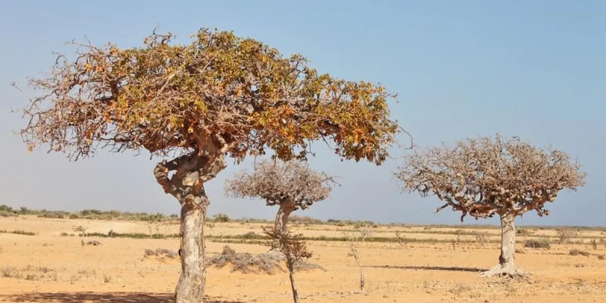arbre de myrrhe (commiphora myrrha)