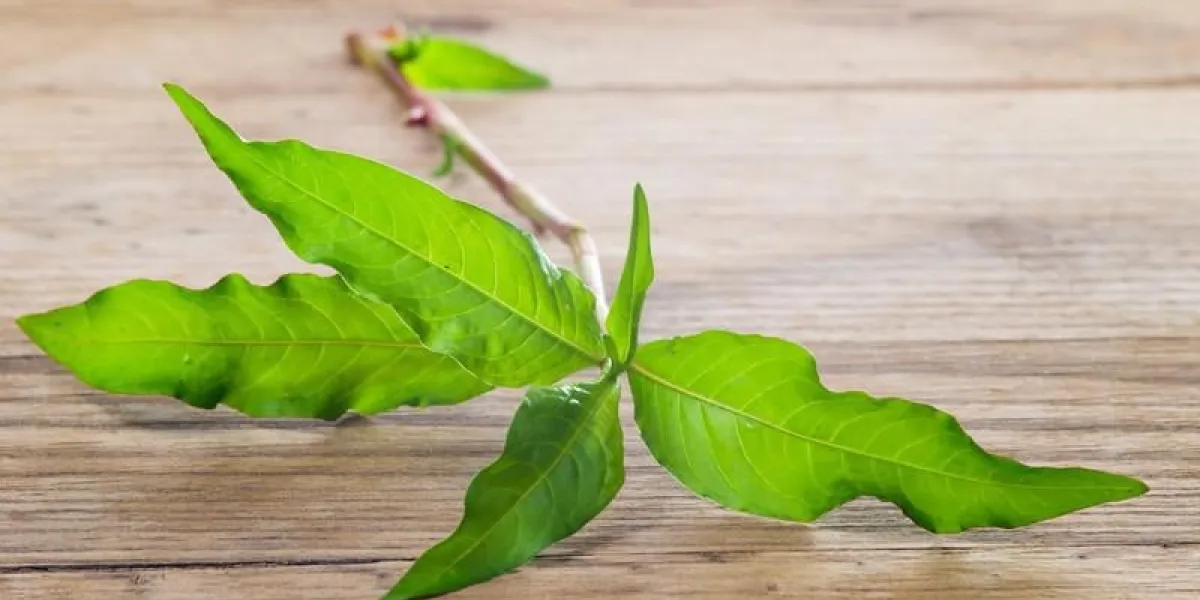 polygonum hydropiper