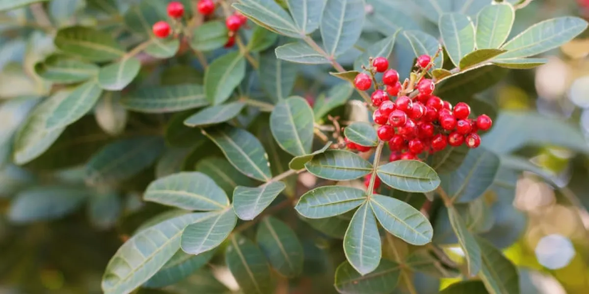 fruits (baie) de schinus terebinthifolius, poivre brésilien, aroeira, poivre rose, arbre sélectif
