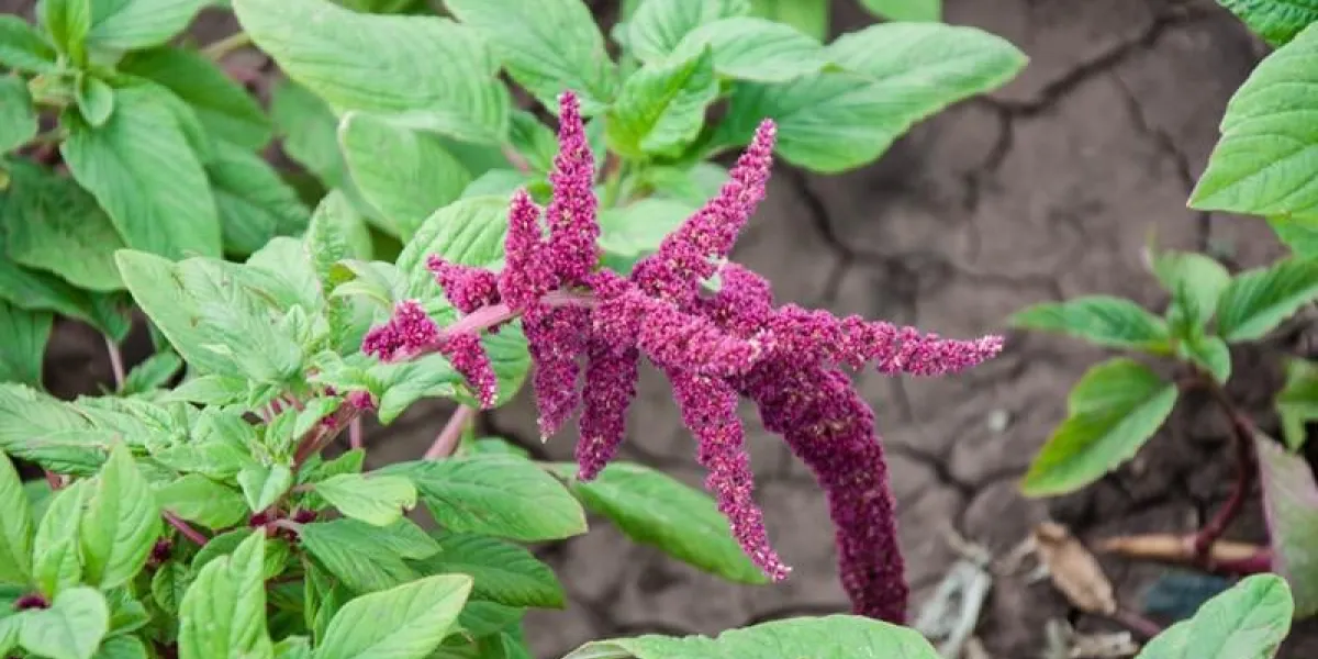 l'amarante est l'une des amaranthacées de la famille