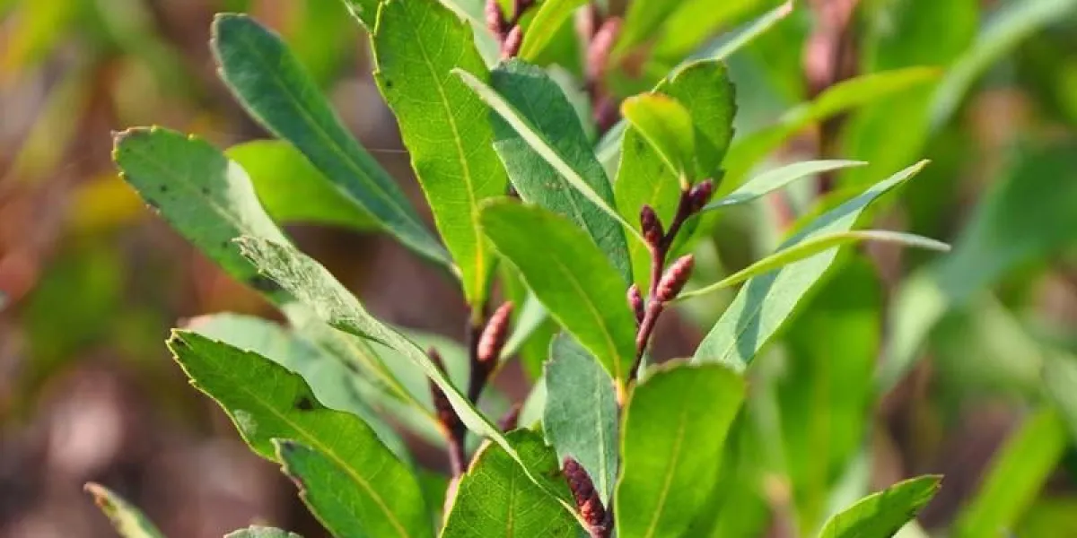 gagelstrauch (myrica gale)
