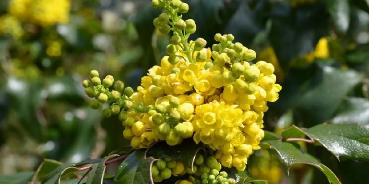 mahonia ordinaire fleurit jaune