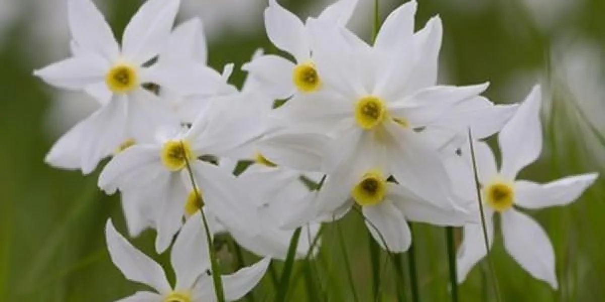 floraison des jonquilles dans les montagnes au soleil se bouchent