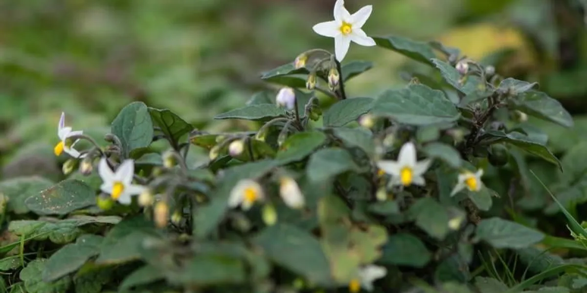 morelle noire européenne (solanum nigrum) en fleur plante courte et toxique dans la famille solanaceae, floraison sur prairie calcaire à brean down, somerset, uk