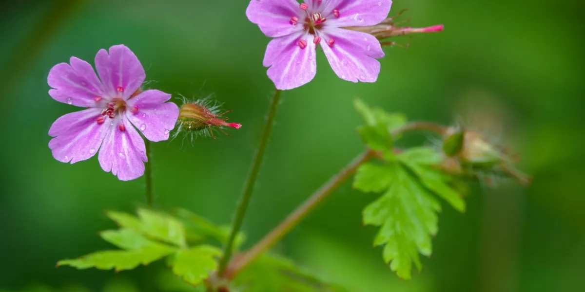 beautiful purple wild forest flowers two flowers geranium robertianum, or herb-robert, red robin, death come quickly, storksbill, stinking bob, squinter-pip, crow's foot, roberts geranium