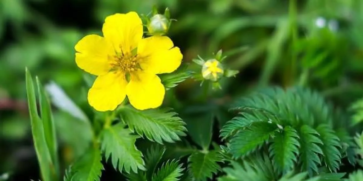 silverweed, potentilla, anserina, feuille, et, fleur jaune
