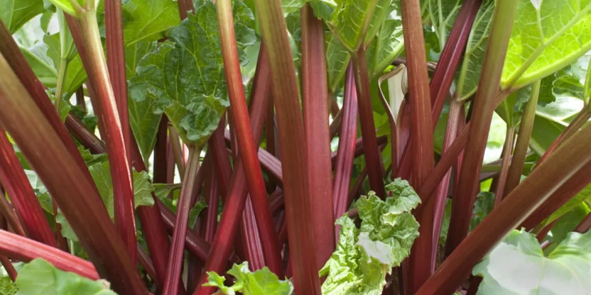tiges rouges mûres de rhubarbe (rheum rhabarbarum) croissant dans le potager