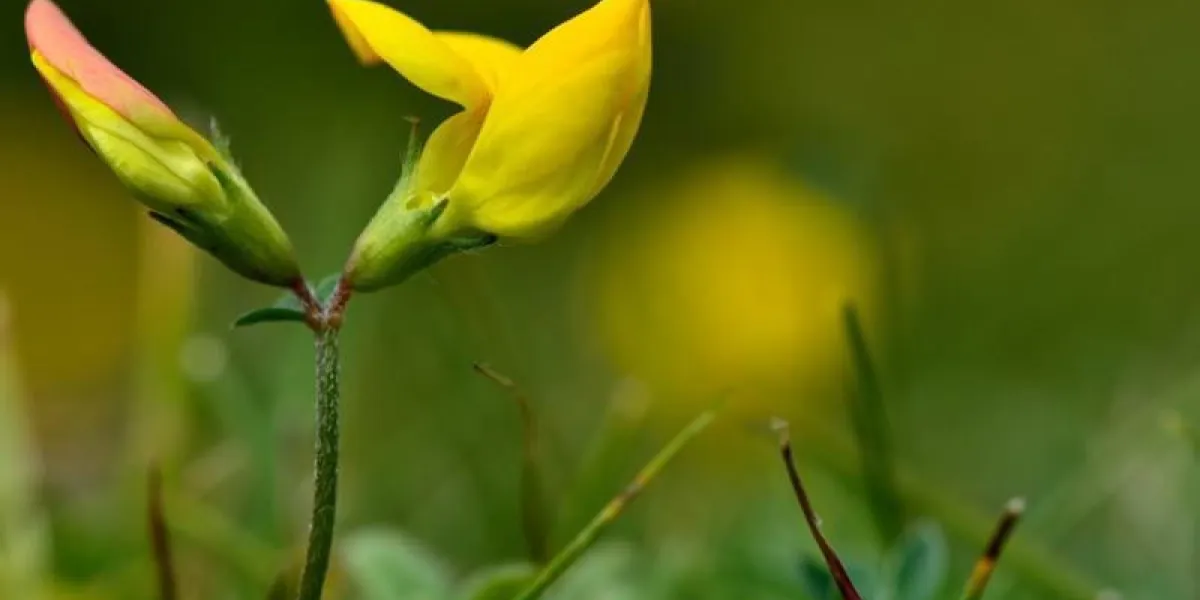 lotier corniculé (lotus corniculatus) une plante à fleurs jaunes à croissance basse de la famille des pois (fabaceae)