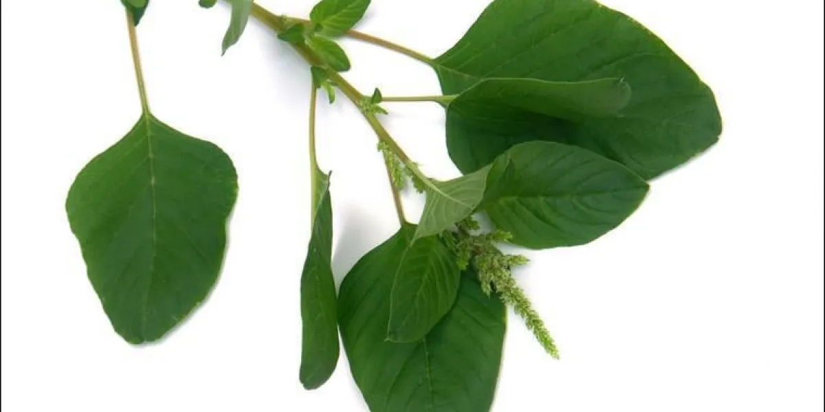 panicule de paritaire