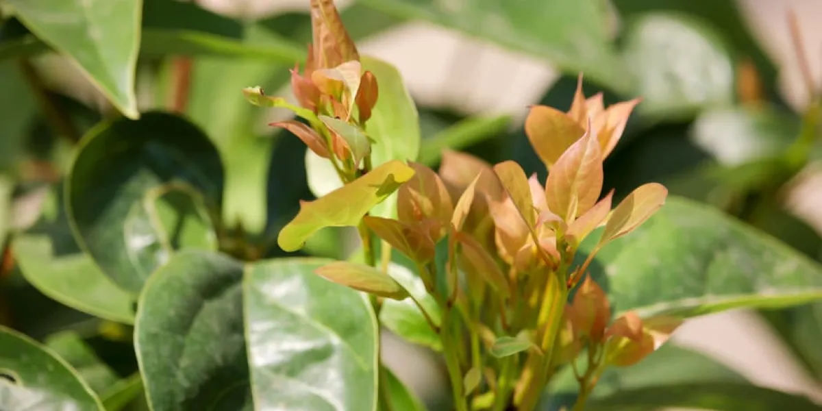 feuille de cinnamomum camphora