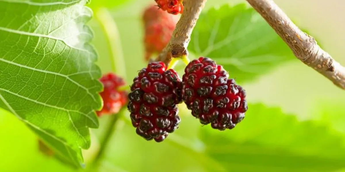 gros plan de mûriers (morus nigra, moraceae)