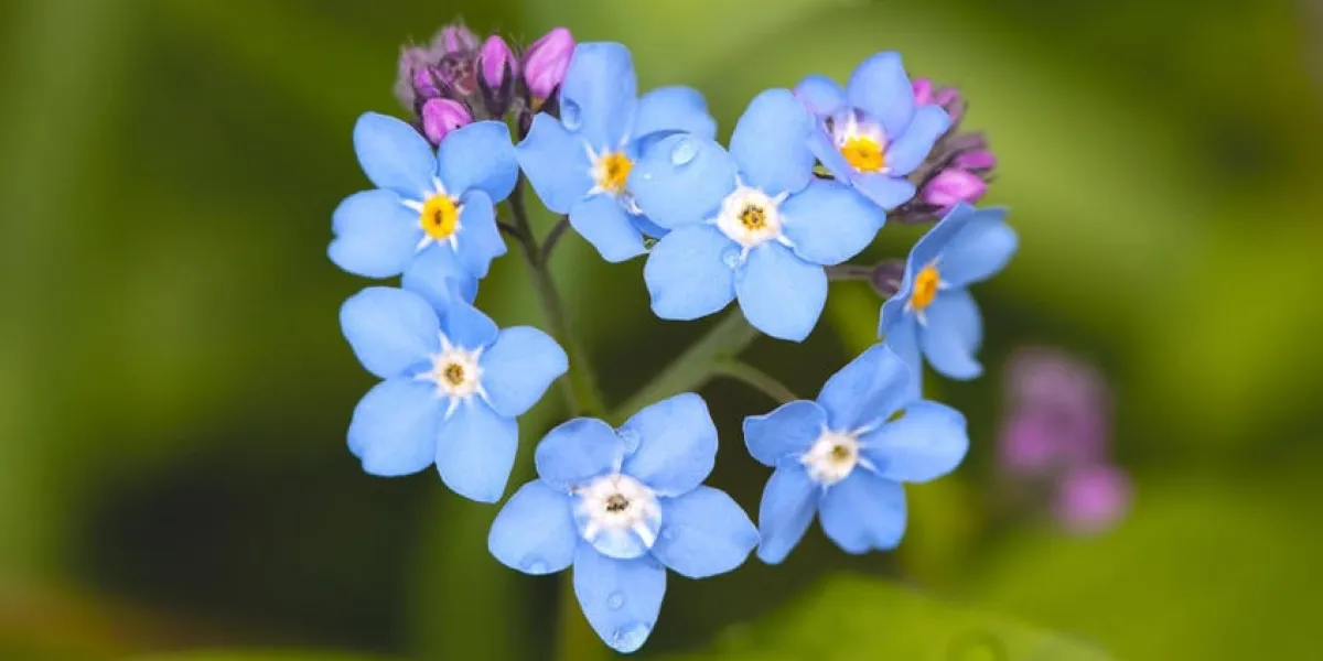 myosotis arvensis (myosotis arvensis)