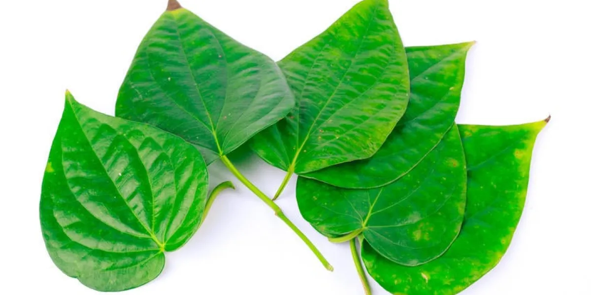 feuille de bétel est à base de plantes