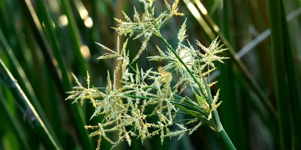 bouchent la fleur de papyrus comme résumé de fond