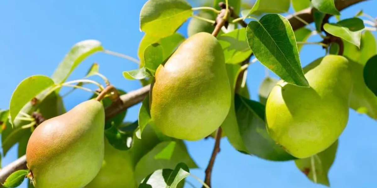 poires vertes sur un arbre