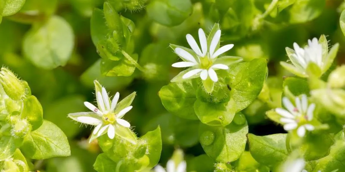 macro de fleurs media stellaria blanches (stellaire) sous le doux soleil de printemps