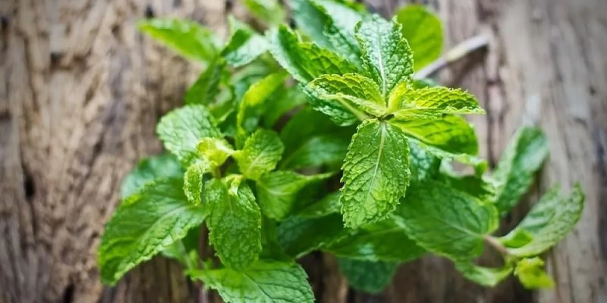 menthe fraîche sur le vieux fond en bois