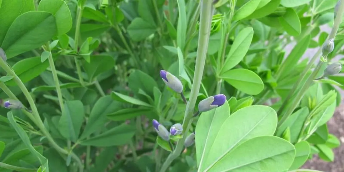 vrai irisé, baptisia tinctoria