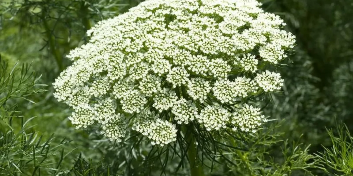 plante grise, ammi visnaga, plantes médicinales