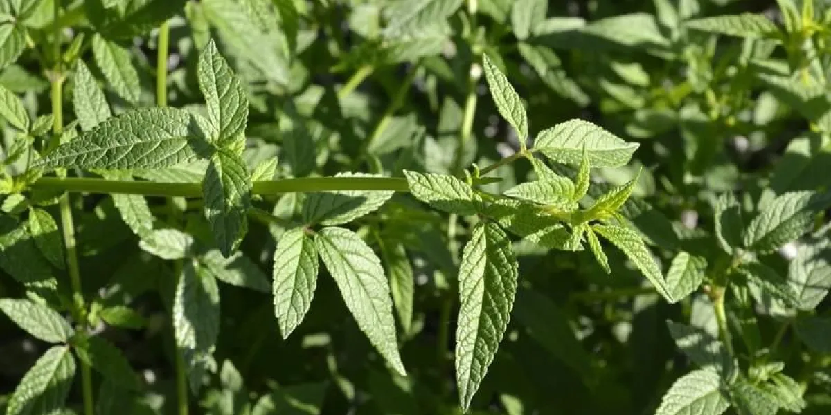 cedronella canariensis baume de galaad baume de gilead