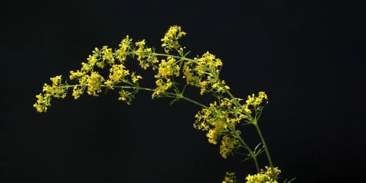 labkraut, galium, mais