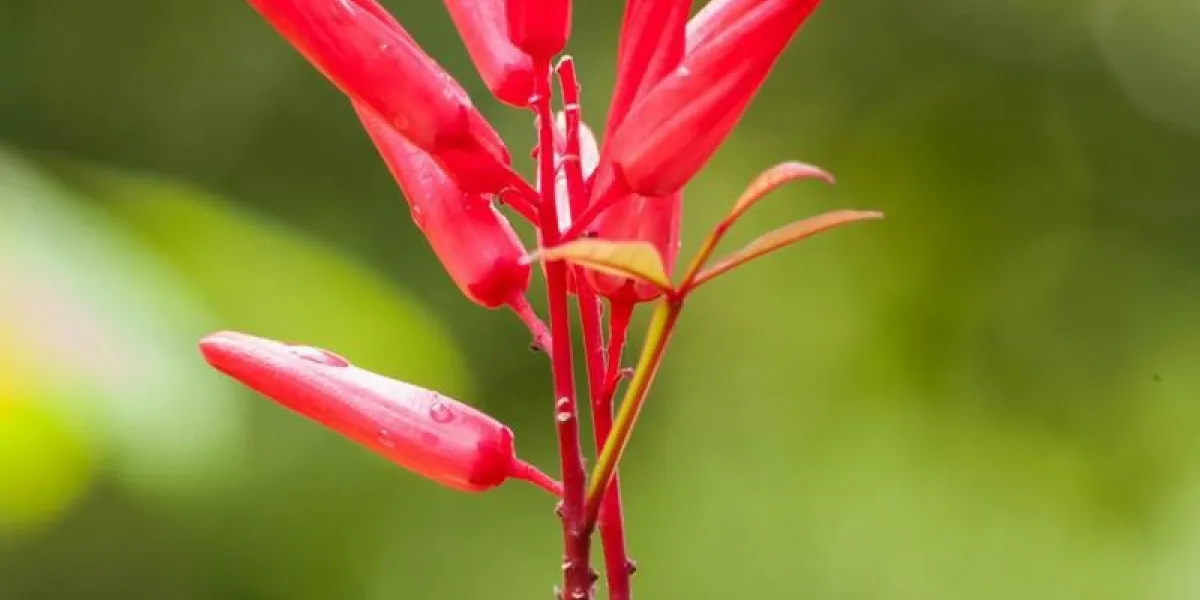 fleur de plante corail